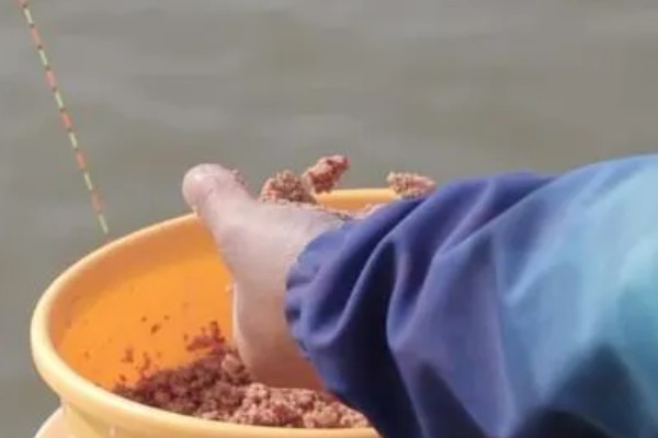 谷麦钓法的技巧,最关键的特征为用谷物打窝