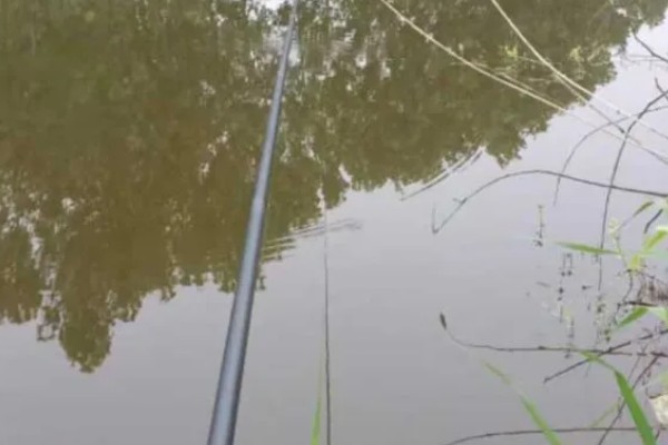 谷麦钓法的技巧,最关键的特征为用谷物打窝