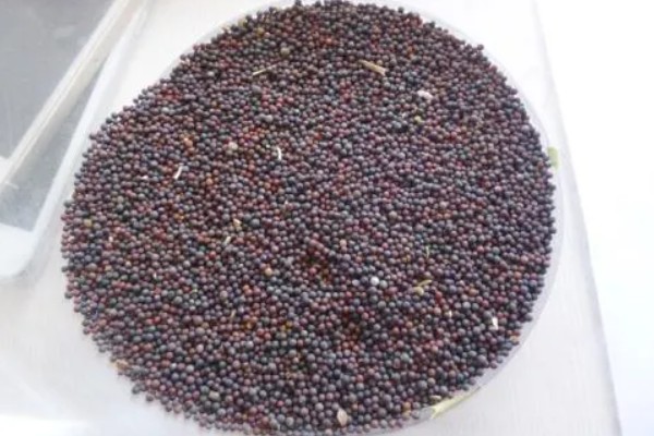 油菜的栽培技术要点,3月份进行播种为佳