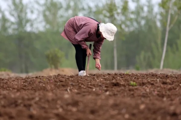 油菜的栽培技术要点,3月份进行播种为佳