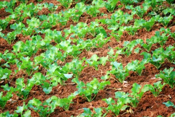 油菜的栽培技术要点,3月份进行播种为佳