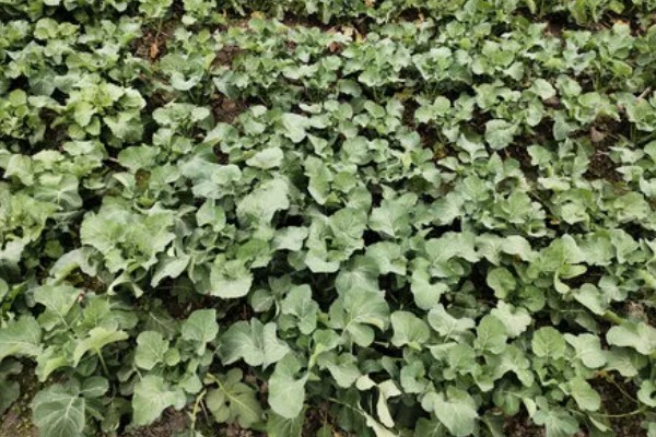 油菜的栽培技术要点,3月份进行播种为佳