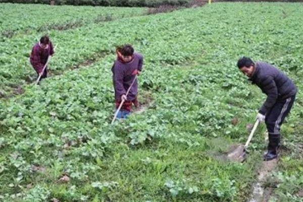 油菜的栽培技术要点,3月份进行播种为佳
