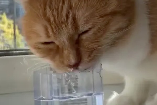 猫咪声音嘶哑的原因，可能是天气干燥所致