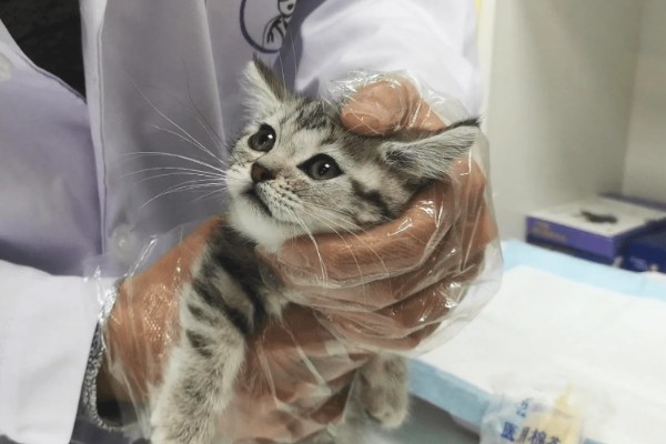 猫咪声音嘶哑的原因，可能是天气干燥所致