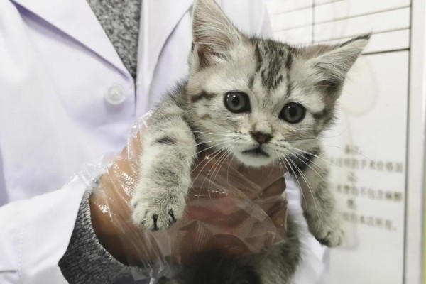 猫咪声音嘶哑的原因，可能是天气干燥所致