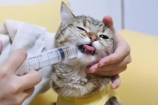 猫咪声音嘶哑的原因，可能是天气干燥所致