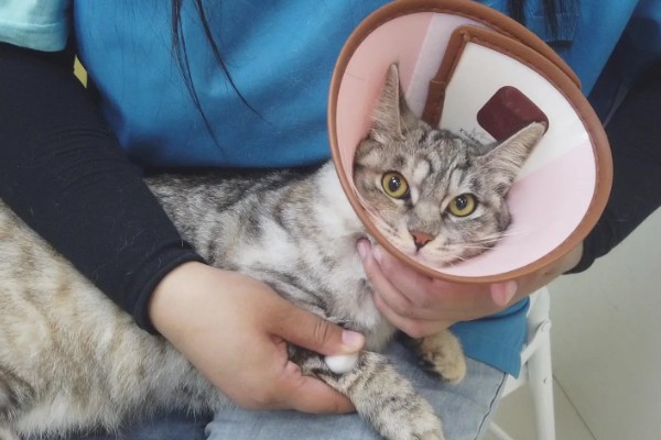 猫咪声音嘶哑的原因，可能是天气干燥所致