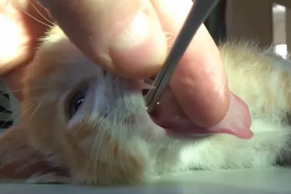 猫咪声音嘶哑的原因，可能是天气干燥所致