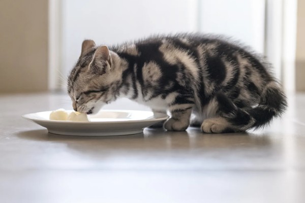 猫咪声音嘶哑的原因，可能是天气干燥所致