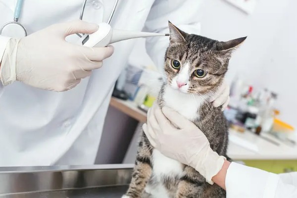 猫咪声音嘶哑的原因，可能是天气干燥所致