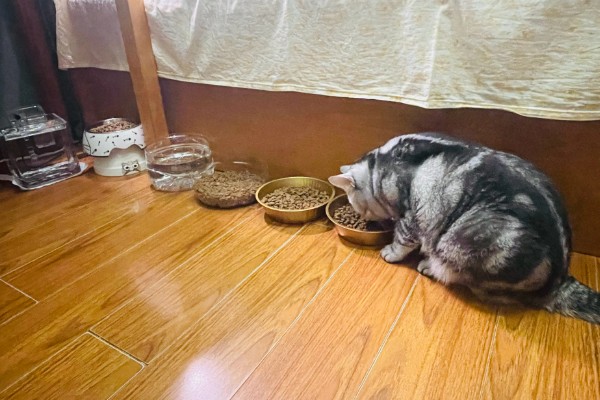 猫咪声音嘶哑的原因，可能是天气干燥所致