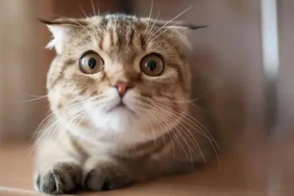 猫咪声音嘶哑的原因，可能是天气干燥所致