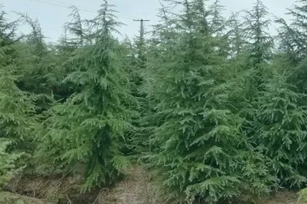 雪松的价值，可供观赏且能防尘减噪