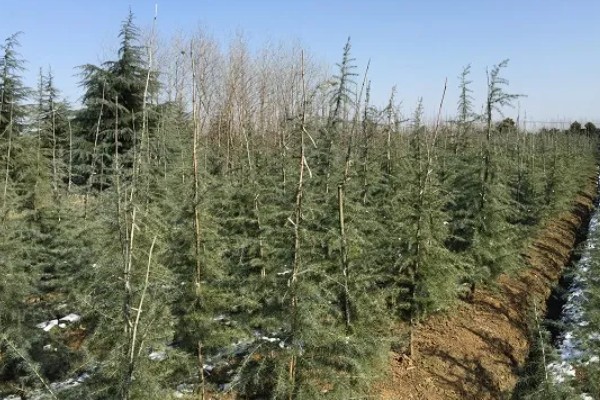 雪松的价值，可供观赏且能防尘减噪