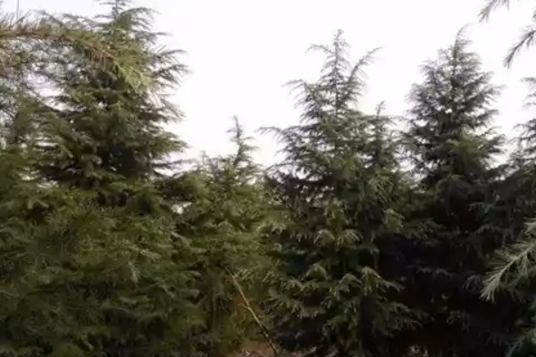 雪松的价值，可供观赏且能防尘减噪