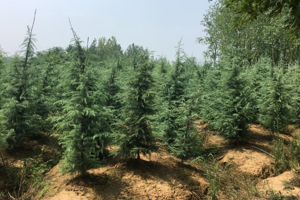 雪松的价值，可供观赏且能防尘减噪