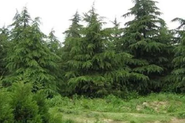 雪松的价值，可供观赏且能防尘减噪