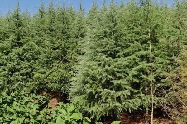 雪松的价值，可供观赏且能防尘减噪