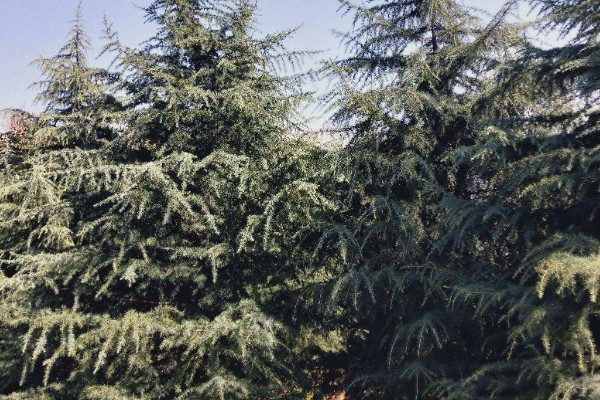 雪松的价值，可供观赏且能防尘减噪