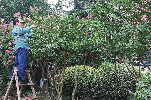 紫薇树几月份可大剪，建议在11月份进行