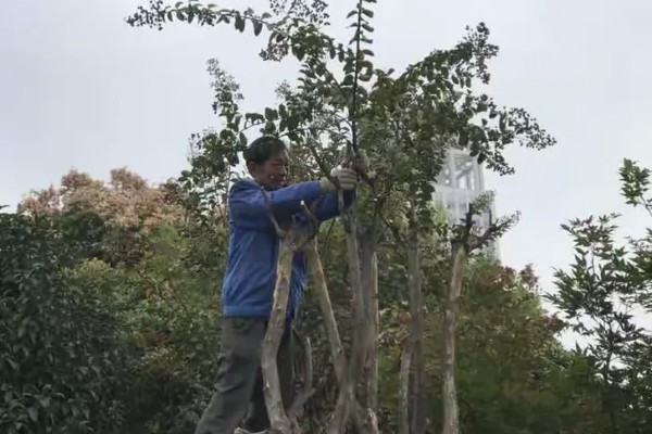 紫薇树几月份可大剪，建议在11月份进行