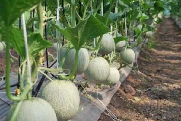 甜瓜是搭架还是在地面长,都是采用地面爬蔓的种植方式