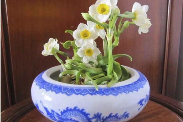 水仙开过花后还能不能养，开过花后还可以继续种植