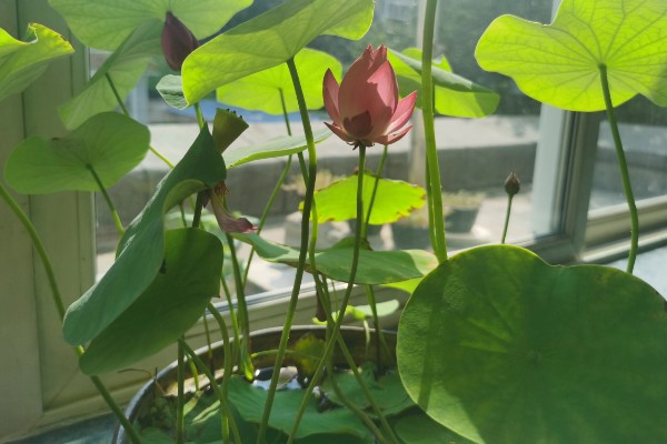 让菜莲开花的方式，在生长期间需要充足的光照