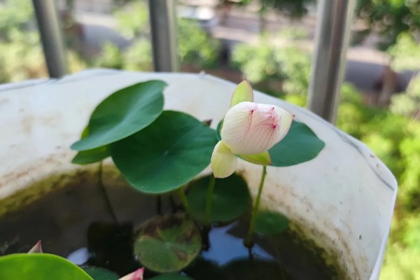 让菜莲开花的方式，在生长期间需要充足的光照