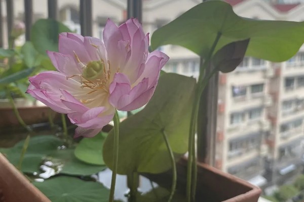 让菜莲开花的方式，在生长期间需要充足的光照