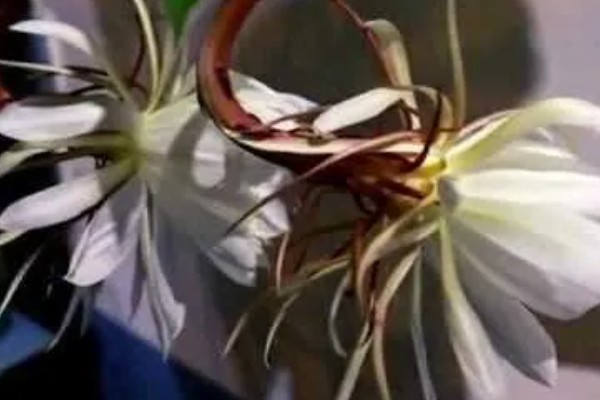 吃昙花摘掉花蕊的原因，因为花蕊非常难完全消化和吸收