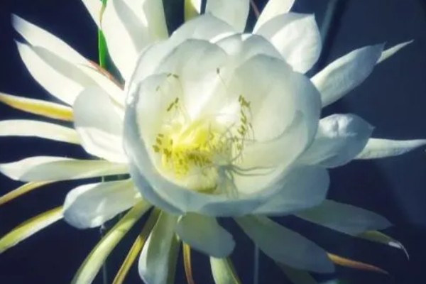 吃昙花摘掉花蕊的原因，因为花蕊非常难完全消化和吸收