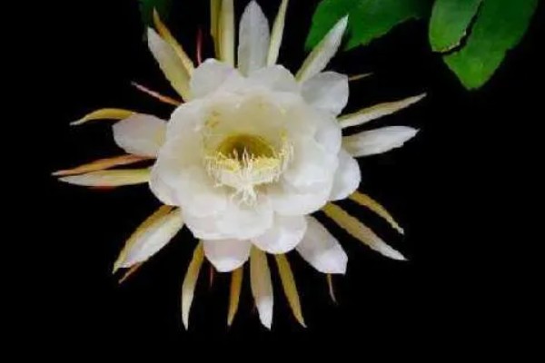 吃昙花摘掉花蕊的原因，因为花蕊非常难完全消化和吸收