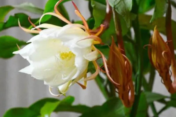 吃昙花摘掉花蕊的原因，因为花蕊非常难完全消化和吸收