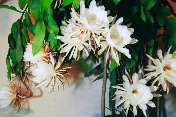 吃昙花摘掉花蕊的原因，因为花蕊非常难完全消化和吸收