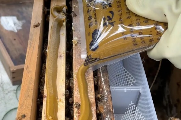 双王群蜜蜂会打架吗，双王群蜜蜂不会打架的