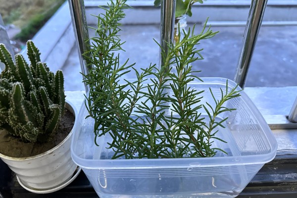 薰衣草能不能用水养，可以水培但成活率不高