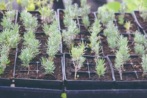 薰衣草能不能用水养，可以水培但成活率不高
