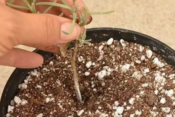 薰衣草能不能用水养，可以水培但成活率不高