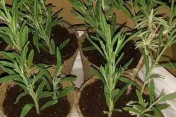 薰衣草能不能用水养，可以水培但成活率不高