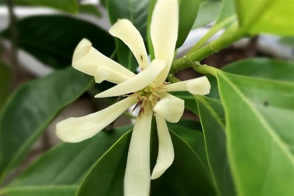 怎么养白兰花春天，春天气温上升要对它进行换盆