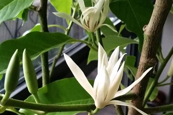 怎么养白兰花春天，春天气温上升要对它进行换盆