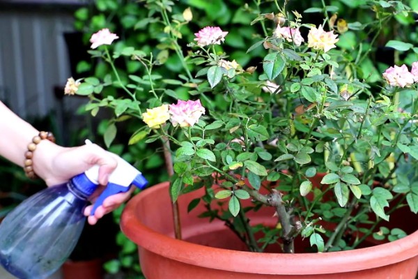 月季花为什么要死不活的,可能是土壤不适所致