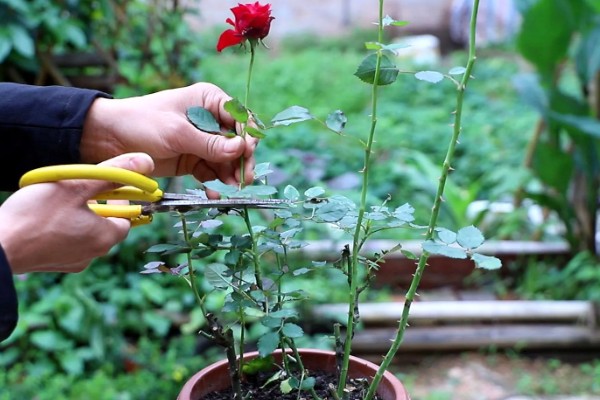 月季花为什么要死不活的,可能是土壤不适所致