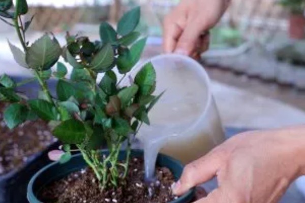 月季花为什么要死不活的,可能是土壤不适所致