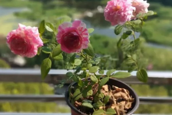 月季花为什么要死不活的,可能是土壤不适所致