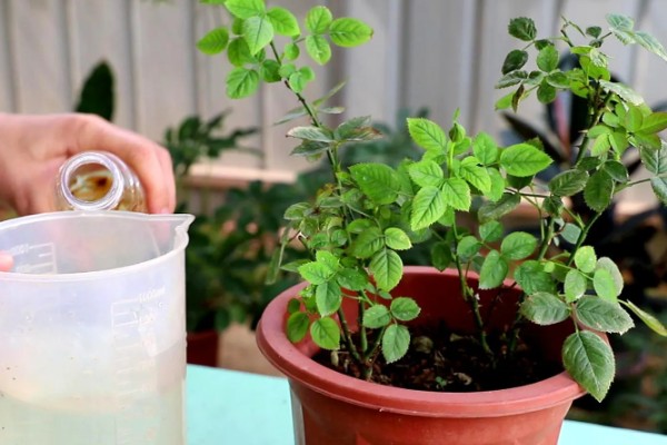 月季花为什么要死不活的,可能是土壤不适所致