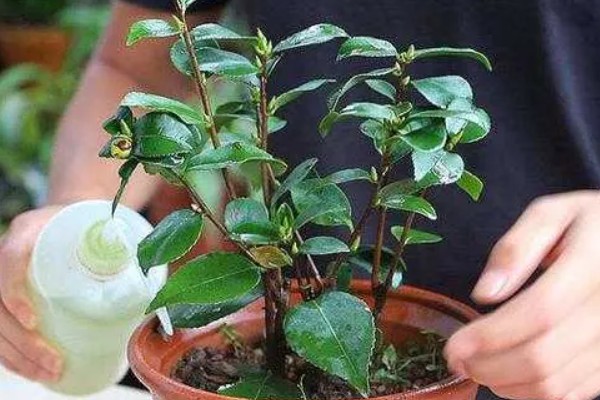 茶花花蕾脱落的原因，可能是浇水不当所致