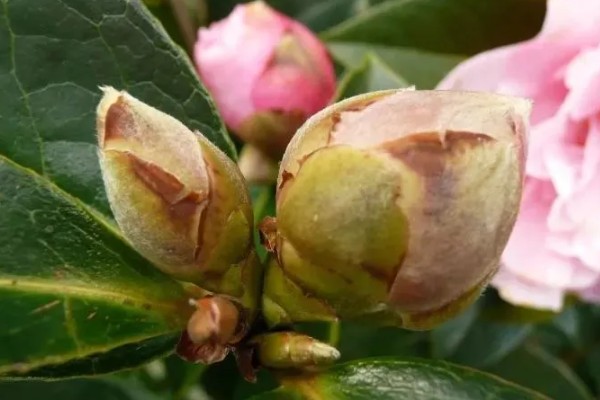 茶花花蕾脱落的原因，可能是浇水不当所致